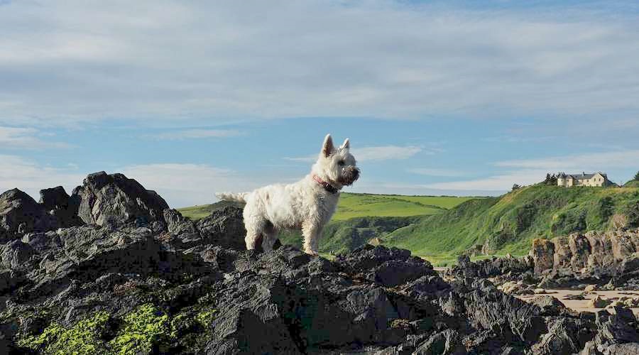 Portpatrick - dog on rocks